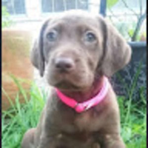 Meet your Posher, Sofia